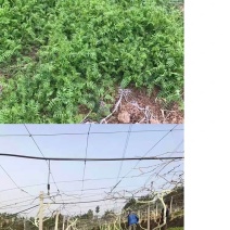 果园绿肥种籽光叶紫花苕种籽毛苕子种子养蜂蜜源植物牧草草籽