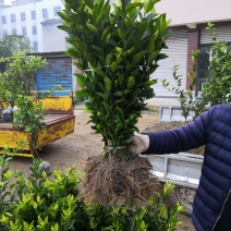 柑橘苗，爱媛38，春见，明日见品种齐，质量保证