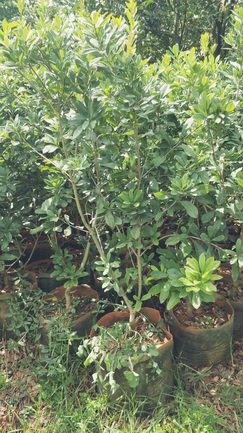 杨梅树苗东魁杨梅苗荸荠杨梅苗提供技术指导