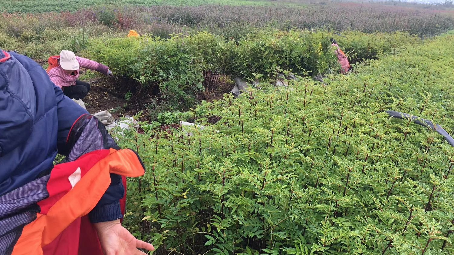 无人机航拍视角下的陕西韩城大红袍花椒连片种植基地,梯田式布局清晰可见,成排的花椒树整齐排列,部分区域正在进行人工采摘作业,远处有晾晒棚和初加工厂 韩城市大红袍花椒规模化种植基地航拍图