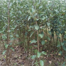 苹果苗实生苗，维纳斯，美八，金帅等保证质量，代发全国。