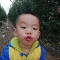 秋梨