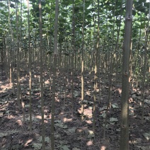 楸树梓树
