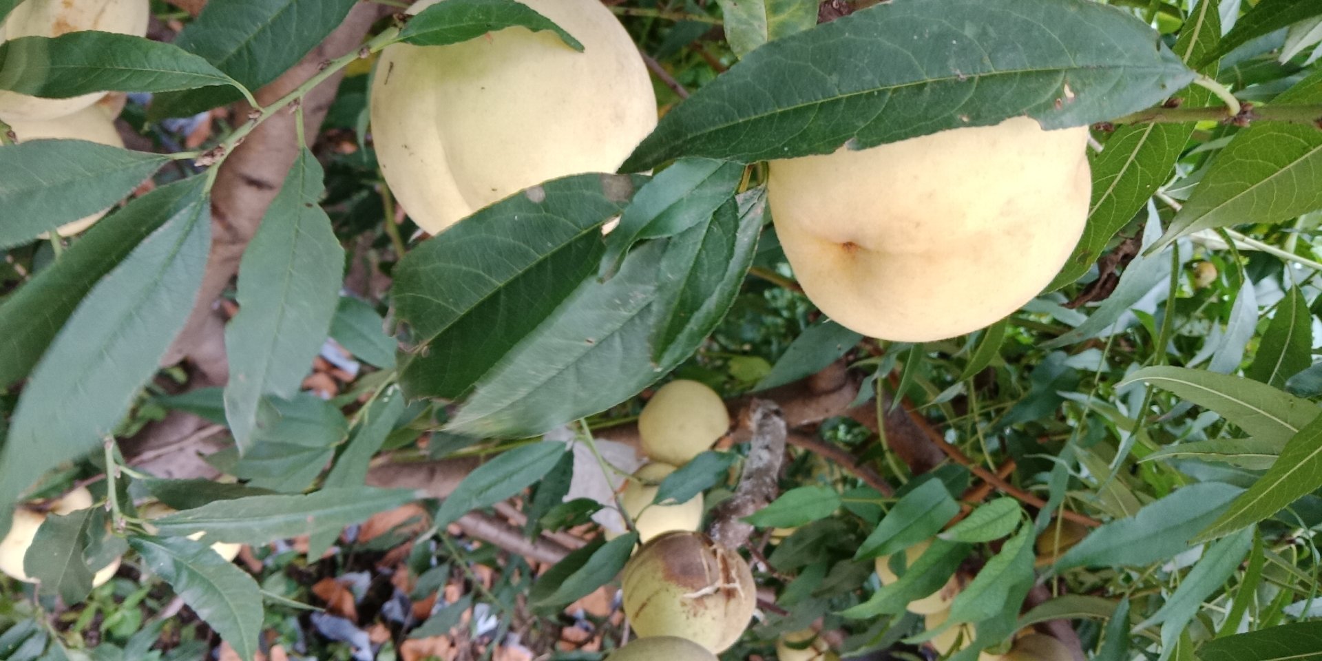 果园中挂满硕大冬桃的果树特写