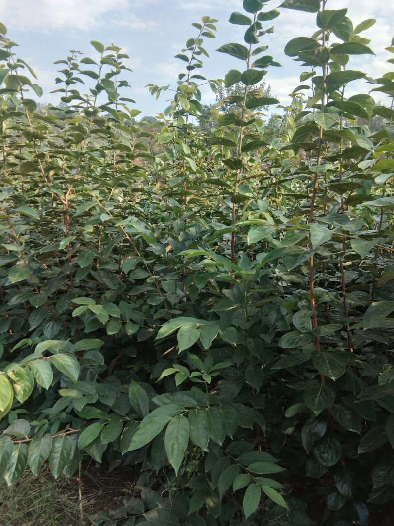 陕西宝鸡扶风县柿子苗 4