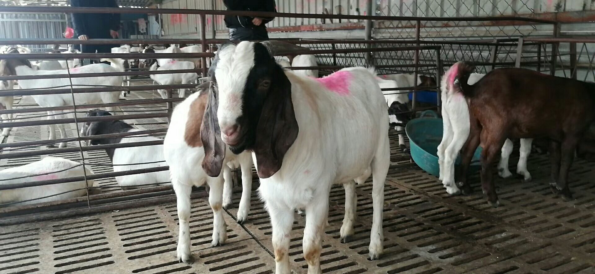 信息图表展示波尔山羊与本地山羊杂交过程:左侧为纯种波尔山羊公羊,右侧为本地母羊,中间F1代显示体型介于两者之间,标注‘日增重+28%’‘抗逆性保留70%’等数据标签 波尔山羊杂交改良示意图