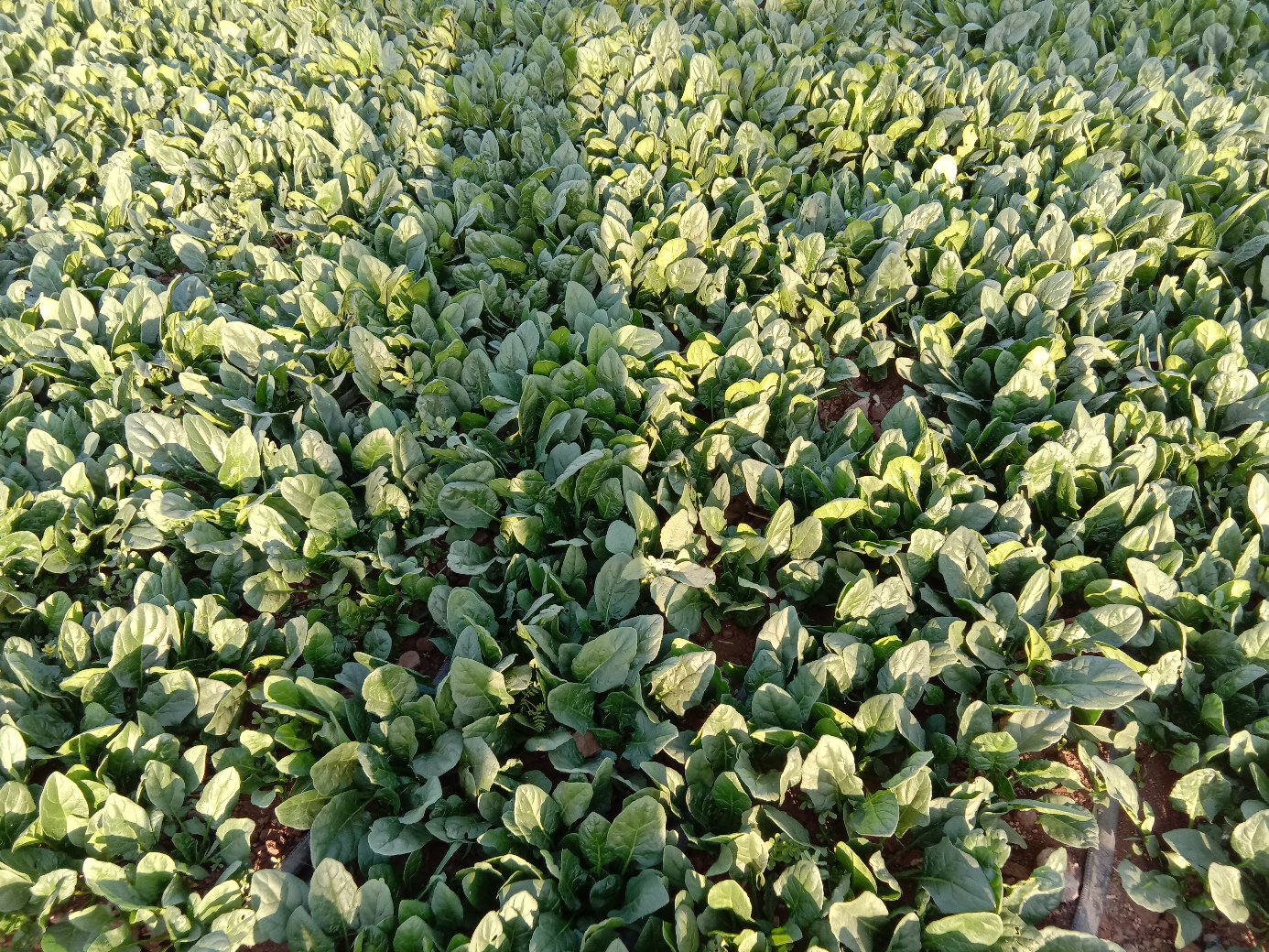 小叶菠菜田间生长实景