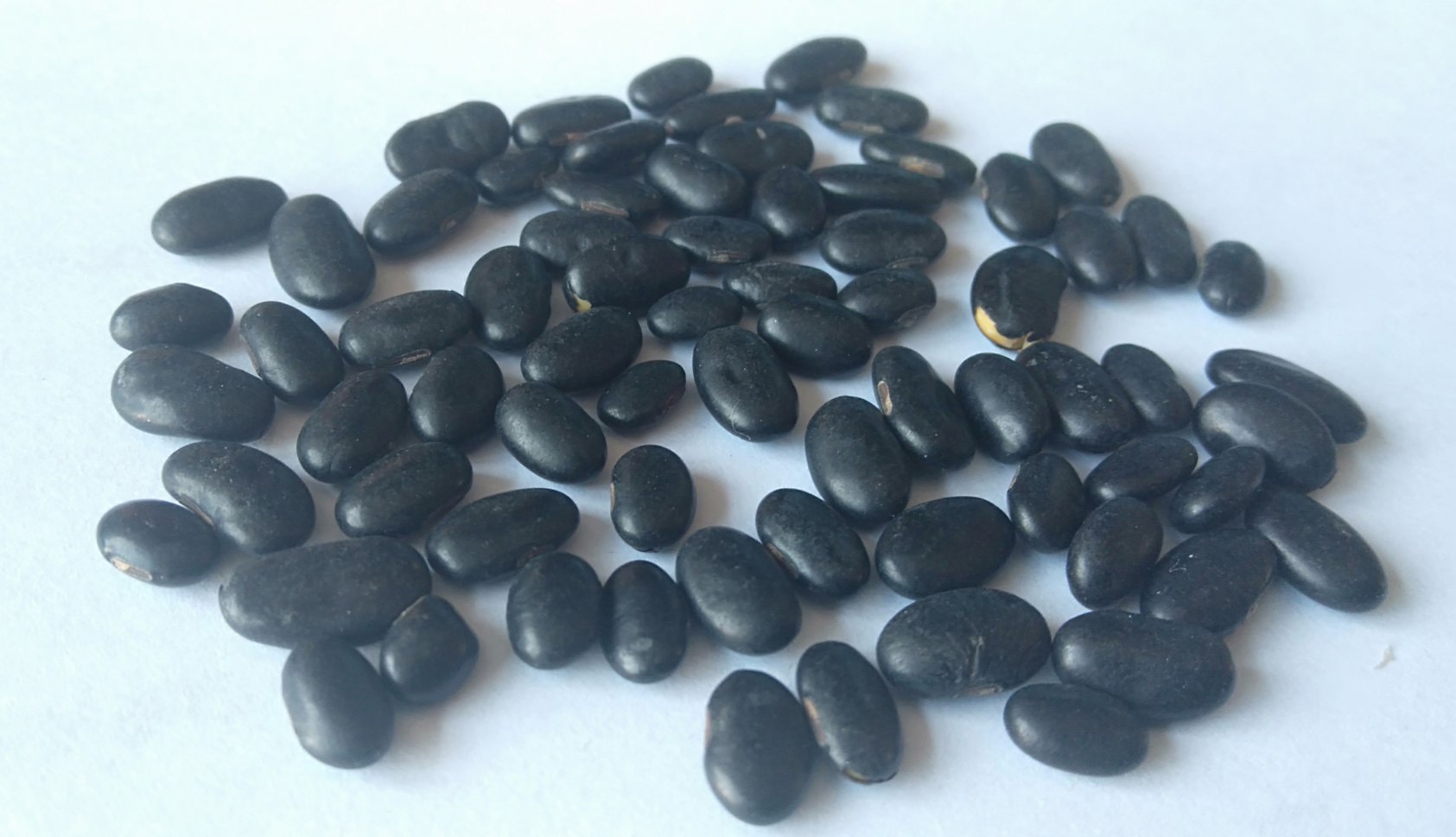 黑豆特写照片,展示单颗黑豆的大小与颜色特征 黑豆特写照片