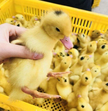 一点头骡鸭苗半番鸭苗樱桃杂鸭苗番鸭苗白番鸭苗西洋鸭苗包邮