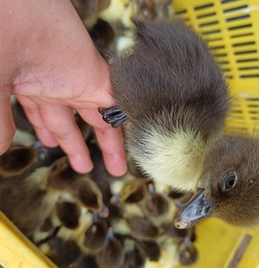 西洋鸭苗白西洋鸭苗一点头木鸭苗骡鸭苗番鸭苗包邮包回收