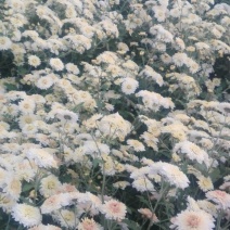 九月药菊