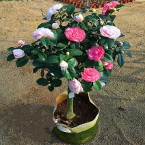 杜丹红精品茶花美爆了包邮带土发货