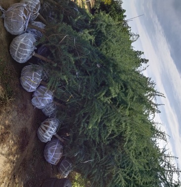 山东潍坊雪松规格齐全产地直销现挖现发树型好