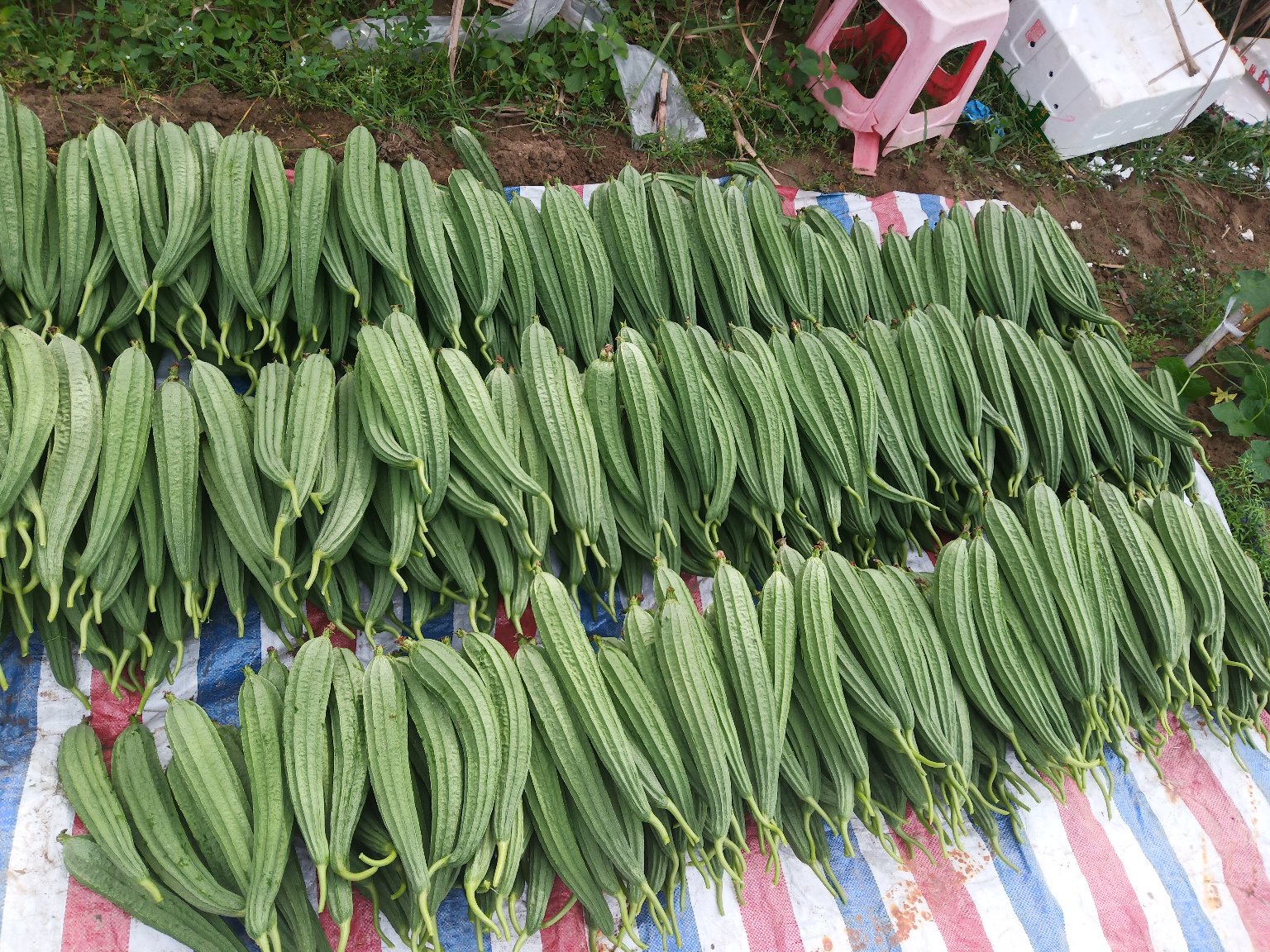 清晰展示带棱丝瓜的绿色表皮和纵向凸起条纹 带棱丝瓜特写