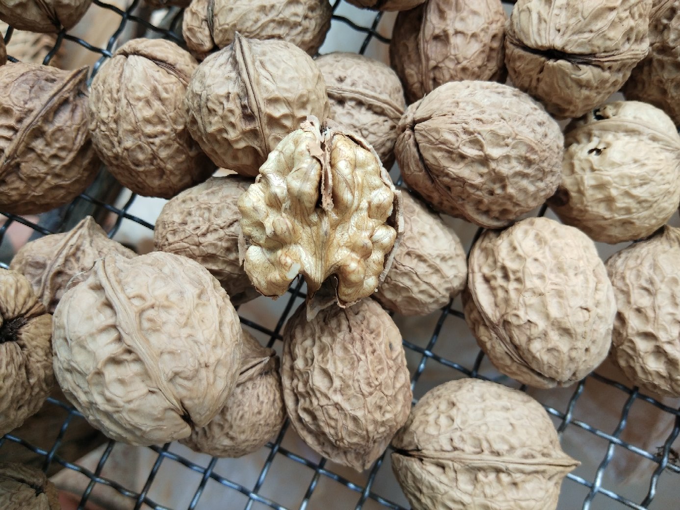 一颗剖开的草本味薄皮核桃,外壳呈浅棕色,内里果仁完整金黄,表面可见细微草本粉末残留,背景为木质砧板与迷迭香枝条,展现自然健康氛围 草本味薄皮核桃特写