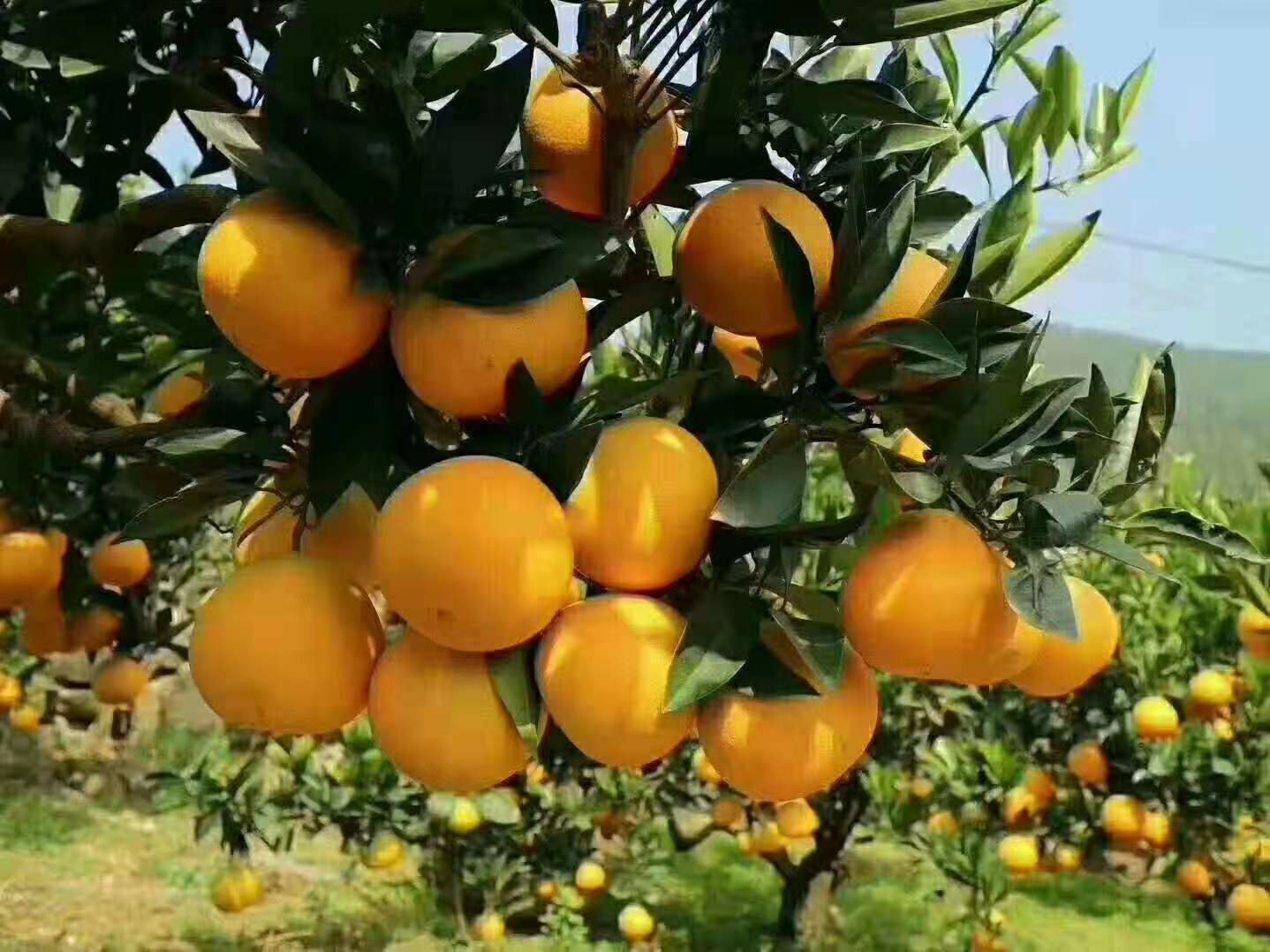 一片郁郁葱葱的夏橙种植园,阳光洒落在整齐排列的果树上,树上挂满金黄色至黄绿色的果实,部分果皮带有轻微红晕,叶片翠绿有光泽,地面覆盖着有机 mulch,远处可见果农正在采摘 夏橙果园航拍全景