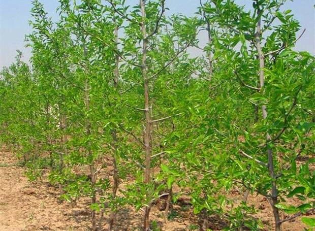 胡椒种植园实景图