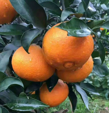 爱媛38苗爱媛38号苗爱媛苗杂柑苗爱媛树苗爱媛橘子苗