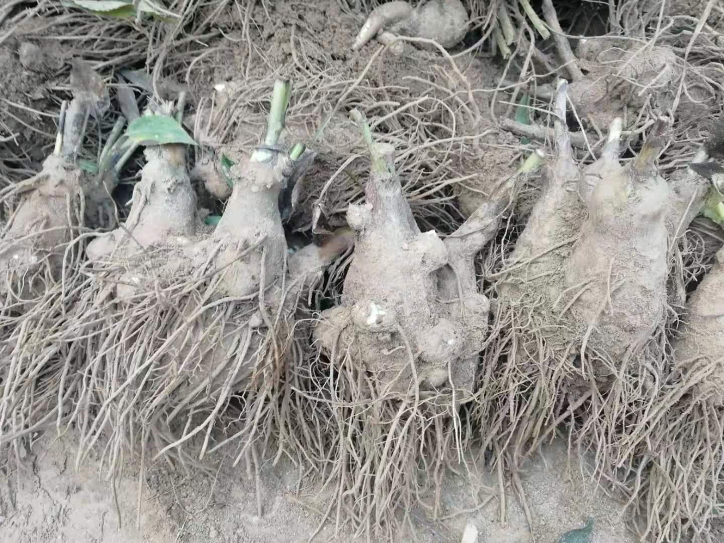 南五味子植株与根部特写