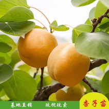 嫁接杏子苗巨蜜王杏，，凯特金太阳苗南北方种植当年结果