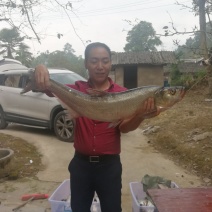 乌江野生翘嘴鱼