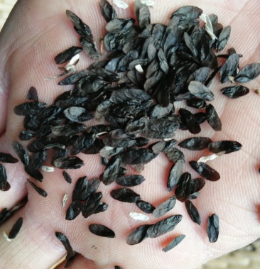 玉簪种子紫玉簪白玉簪都有