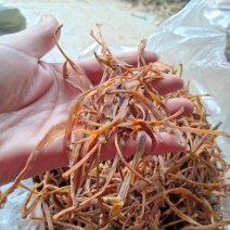 黄花莱野生批发零售菜口感好大山釆摘一手货源产地直发