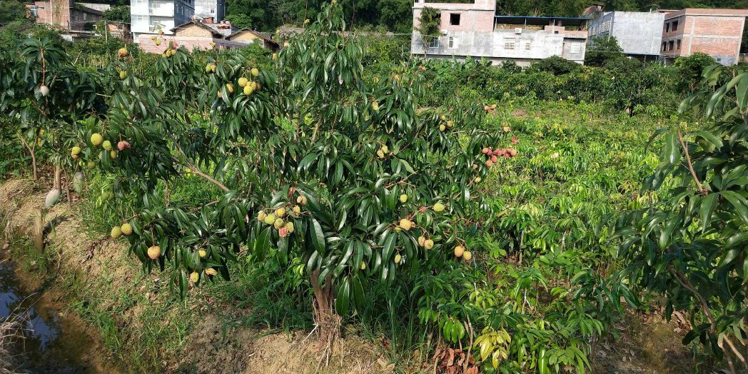 荔枝苗科学施肥与田间管理场景