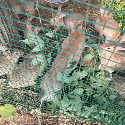 比利时种兔,商品兔,幼兔比利时杂交野兔,又称为肉兔试试搜这些兔子