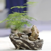 仿树皮树根多肉花盆肉肉盆大号花盆大口径创意清仓特价批发处