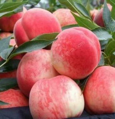 优质胭脂脆桃苗大量供应品种质量保证0.6至一公分半起