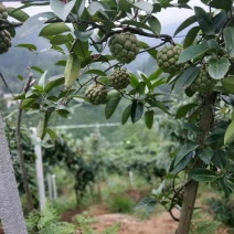 黑老虎