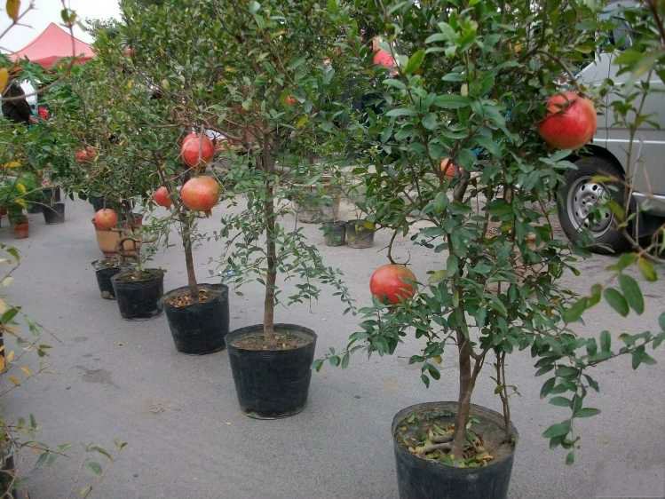 成片种植的大果黑籽甜石榴果园,果实饱满,色泽鲜亮 大果黑籽甜石榴果园