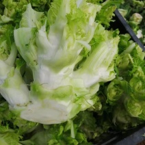 儿菜大量上市