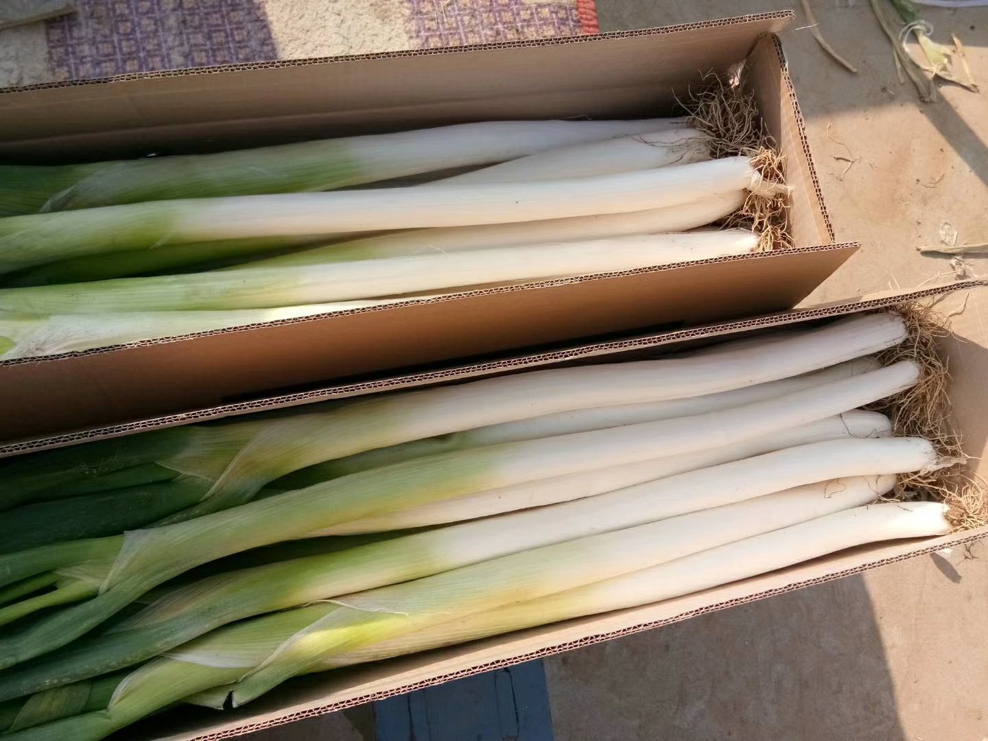 章丘大葱市场销售场景