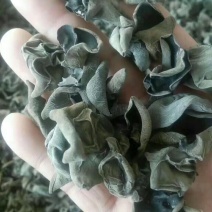 东北黑木耳