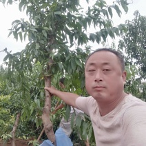 占地桃树