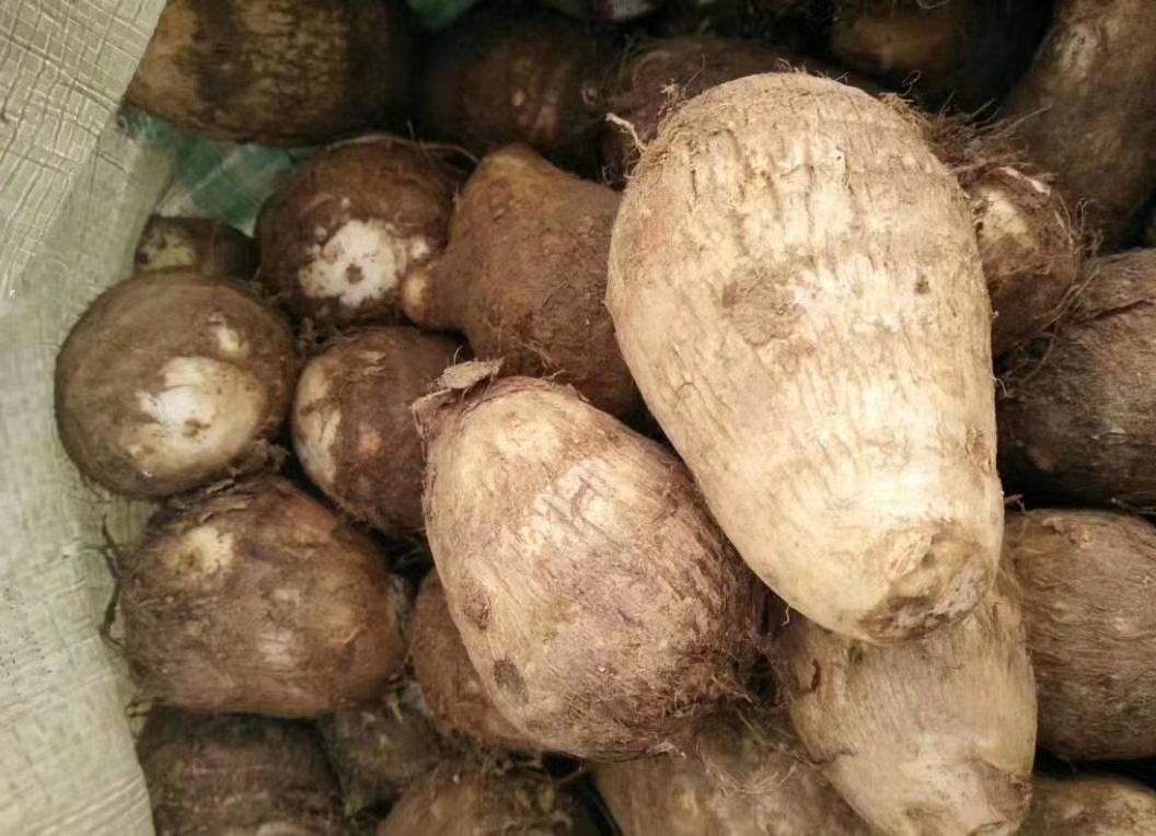信息图表展示毛芋头与白米饭、红薯、燕麦、全麦面包在碳水含量、GI值、抗性淀粉、膳食纤维和热量五个维度的柱状对比,背景为浅绿色自然风格,配有简笔画形式的食物图标 毛芋头与其他主食对比图示