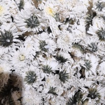 金丝皇菊和黄山贡菊