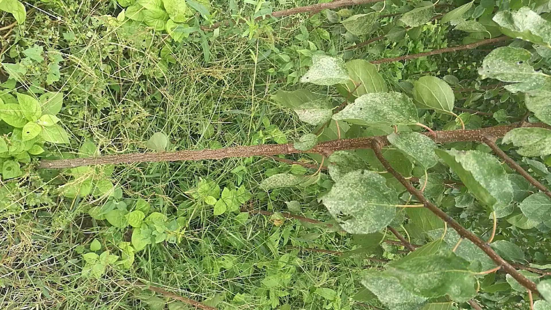 杏树红蜘蛛危害症状