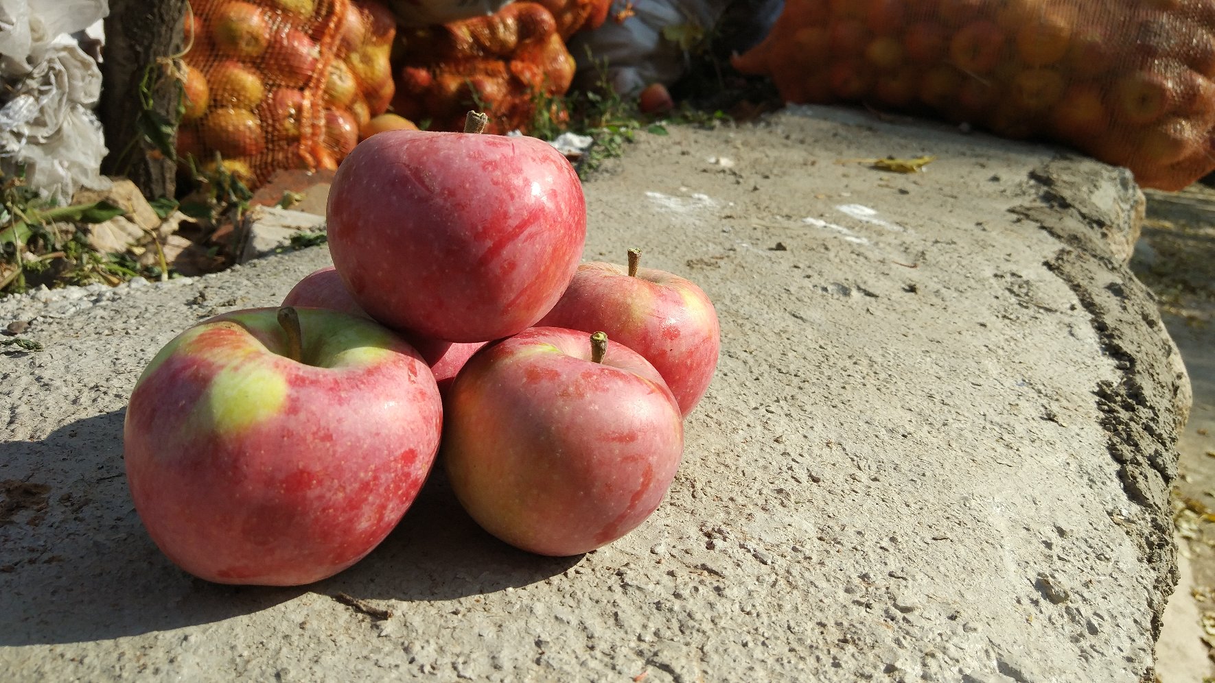 国光苹果切开展示内部结构