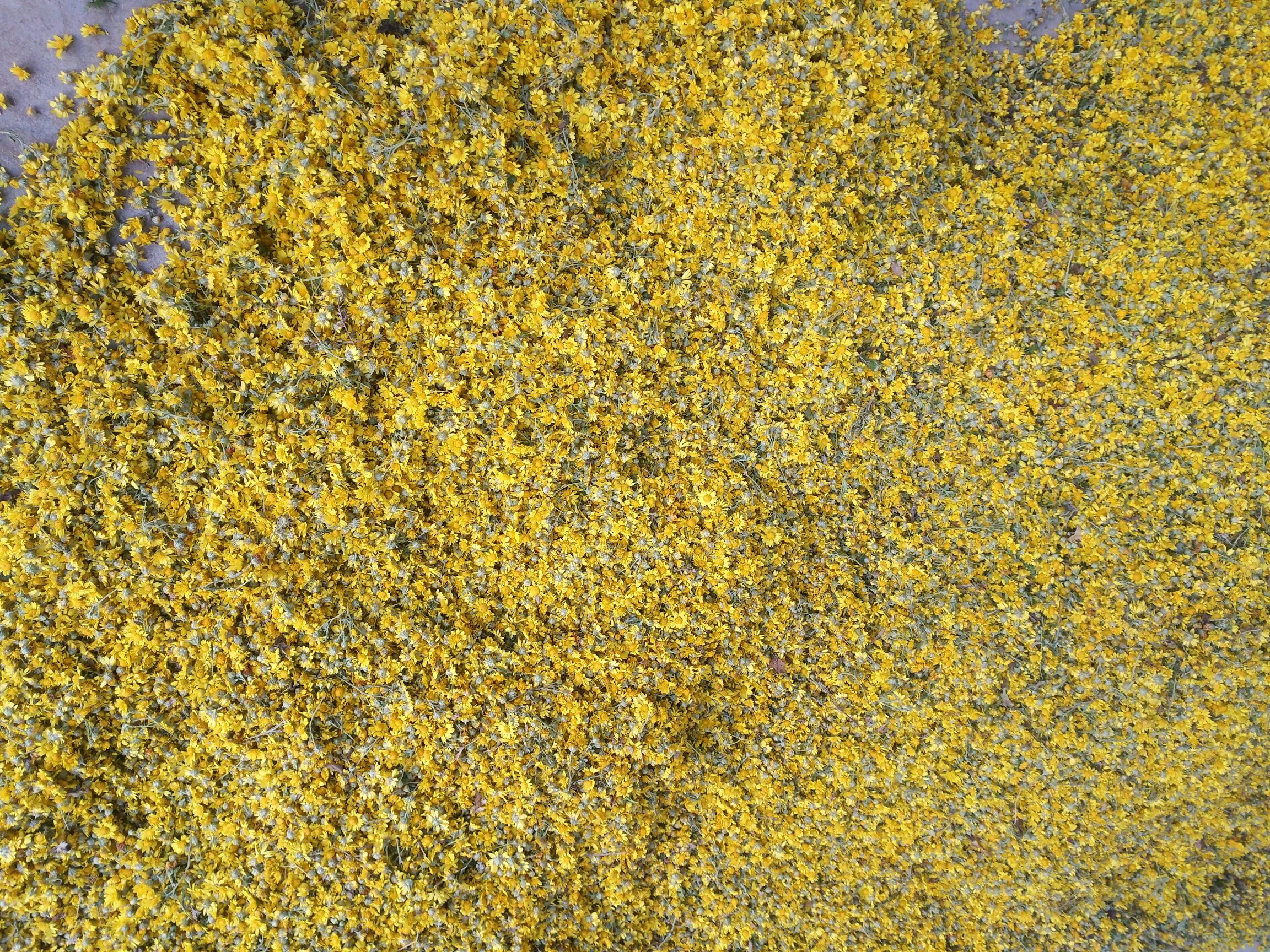 野菊花茶冲泡过程图