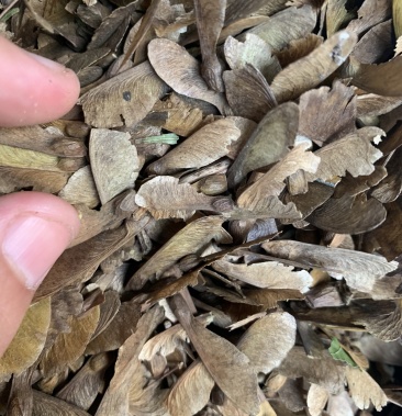 【聚便宜】青枫种子 嫁接红枫砧木种子 枫树种子红枫