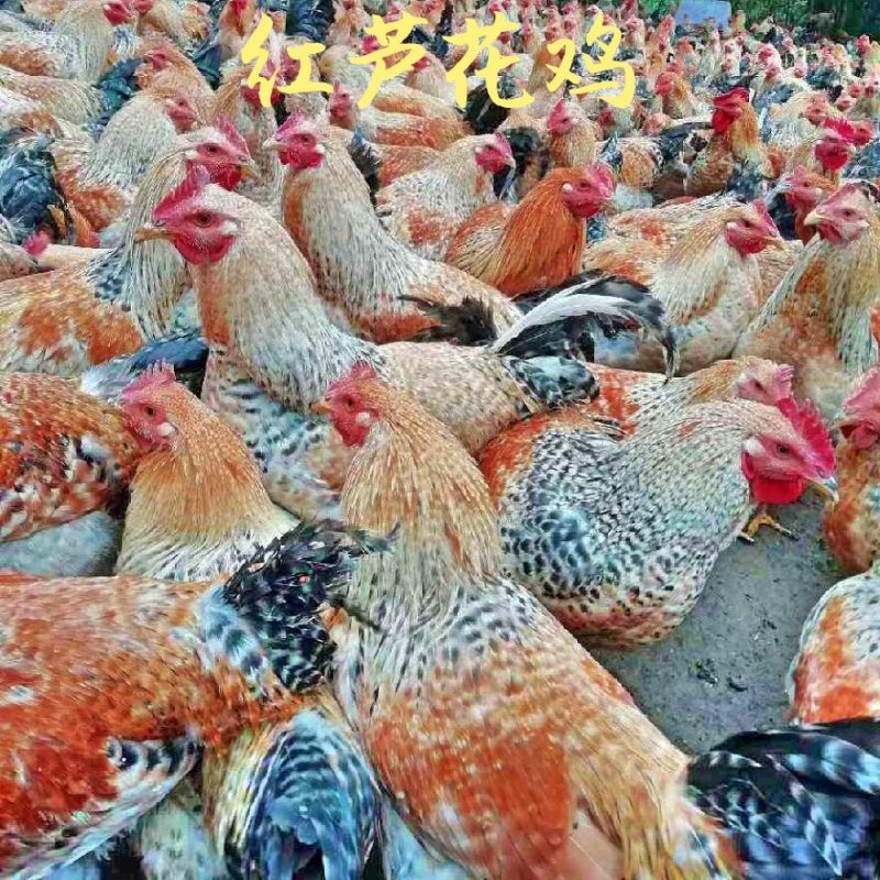 红芦花鸡苗金芦花鸡苗