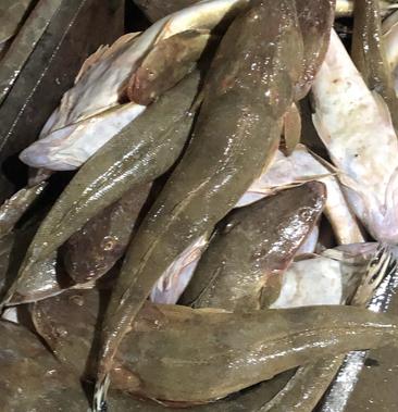 牛尾鱼本地海港海鱼冰鲜鱼预定当天发货大量批发