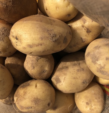 新鲜现挖陇七v7希森6黄心土豆 基地直供 纯沙地