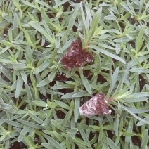 云南花卉种苗批发满天星花苗园林绿化苗木基地发货现挖
