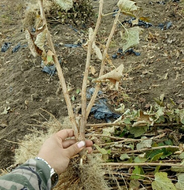 黑加仑苗2年生苗大力黑抗寒抗涝品种