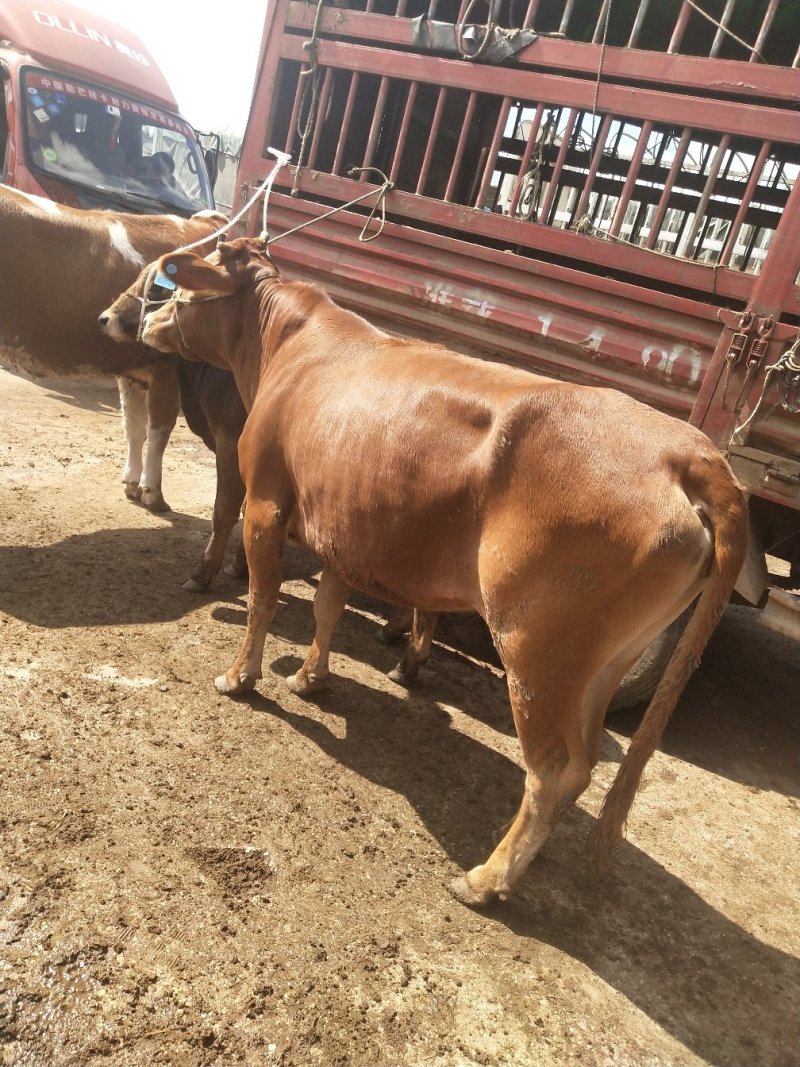 [批发]贵州毕节威宁县 14.80元/斤土牛,土母牛🐮 _ 一亩田