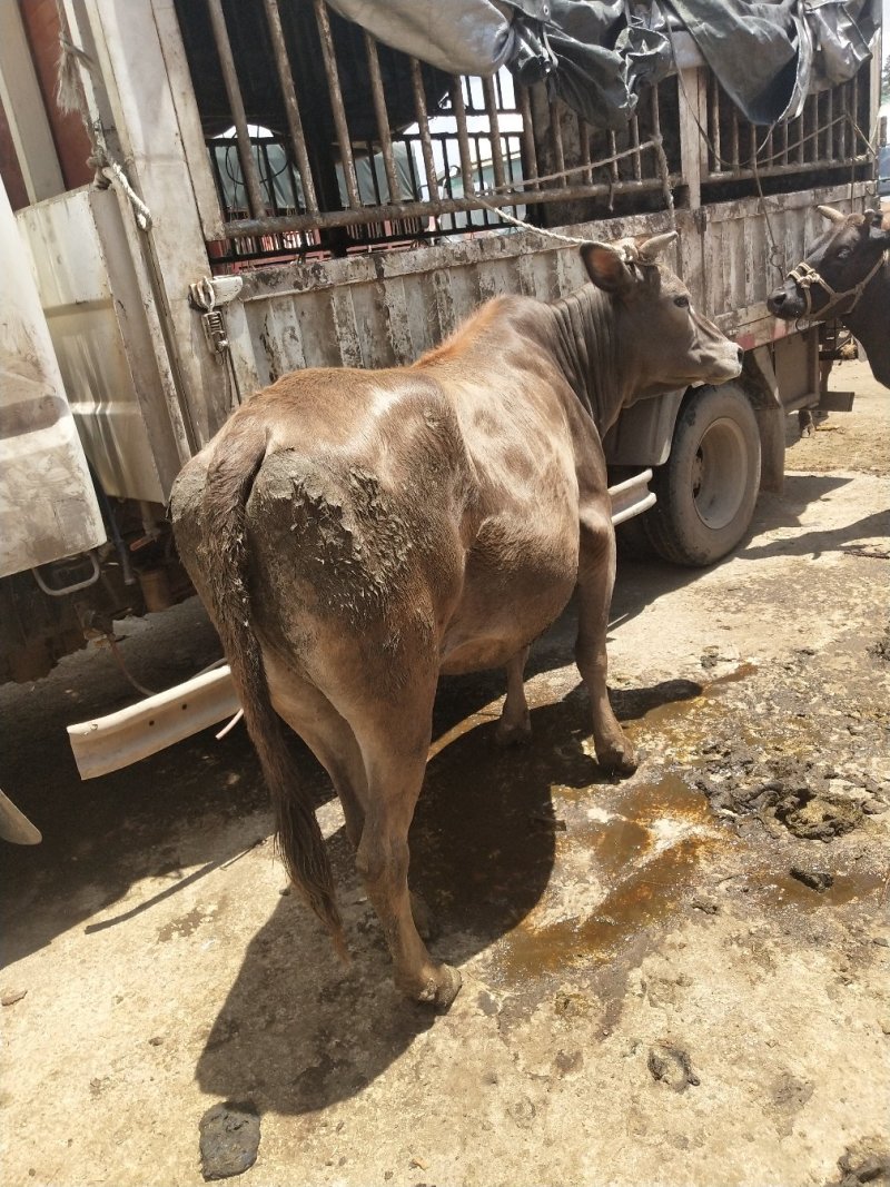 [批发]贵州毕节威宁县 14.80元/斤土牛,土母牛🐮 _ 一亩田